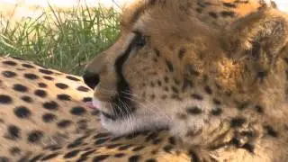Meg, the pregnant cheetah at the HESC