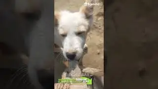 #Shorts 💖8 причин полюбить дворнягу 💖 Дворняжки – лучшие собаки 🐶
