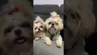 Good hair day for Nini & Lili #hairstyle #dogtrending #pets
