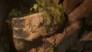 zyc64's Live PS4 Uncharted 4