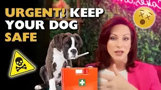 How Do I Keep My Dog SAFE?? Important Must Know Safety Tips!