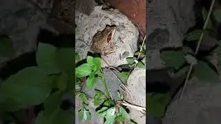 Лягушонок в огороде.   