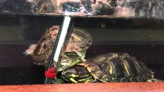 Cumberland Turtles