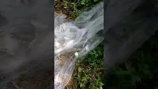 menjala ikan | sekali tebar dh byk | alhamdulillah | #shorts