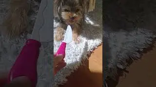 моя собака