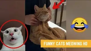 funny cats 🤯 🤣 moments 😂 |try not to laugh part7 #shortsvideo #cute #viral #funnymoments #cat