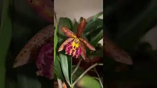 #цветы