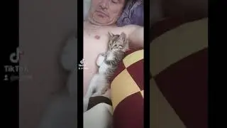 Смешной  и важный  котёнок Басёк