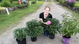 Planting More Peonies And A Lilac! | Simply Bloom