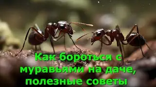 Как бороться с муравьями на даче, полезные советы 