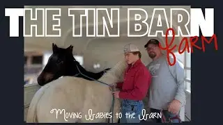 Barn Bound: Haltering, Deworming, and Unloading Our Equine Crew! 🐴🏡