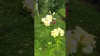 Лилия ОТ- гибрид, которая не хочет цвести, Зеба.