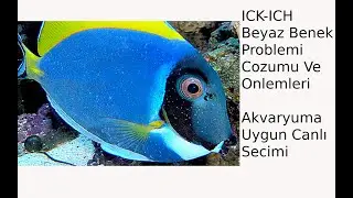 Ich | Beyaz Benek | Akvaryumum Icin Hangi Canlı Uygun | Meta Reef Aquarium | Mehmet Hakan TATLICI