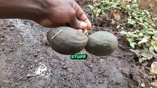 How some  plants are born