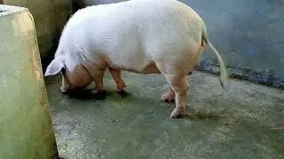 গাহৰি পালন কৰি বছৰি লাখ টকা উপাৰ্জন ll pig farming in assam