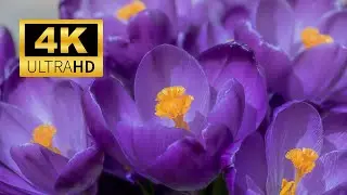 Witness the Spectacular Beauty of Flower Blooming in Time-Lapse