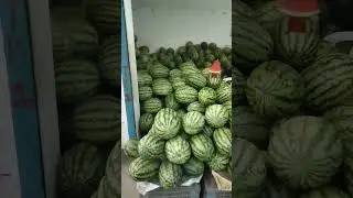 Selling Watermelons In Bangladesh