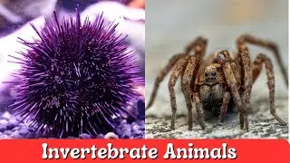 Invertebrate Animals | Learn Names and Sounds of Invertebrate Animals for Children