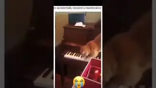 композитор  приколы 2022 #shorts  #tiktok  #cat  #funny  #animal #jokes