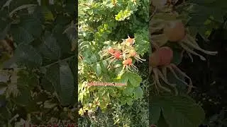 26.07.24г🌹Плоды и семена!!!