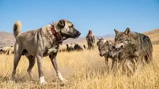 THE SHEPHERD’S GUARD DOGS FIGHTING OFF WOLVES!! SHORT DOCUMENTARY