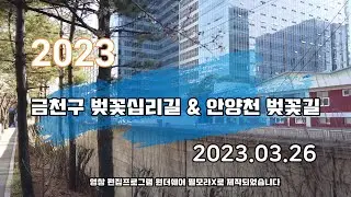 4k 2023년 3월 26일 현재 안양천 벚꽃 개화 근황