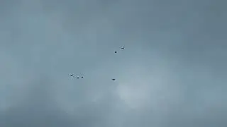 НИКОЛАЕВСКИЕ,ВЕЧЕРНИЙ ПОЛЕТ ГОЛУБЕЙ