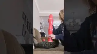 cup balancing on a cat