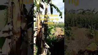 puso ng saging