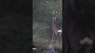 Corzo en Primavera