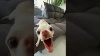 Niki bites the Kuchi Kuchi man😂😂😂