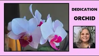 AN ORCHID DEDICATED TO A FRIEND, PHALAENOPSIS ORCHID, SHORT AND SWEET, LOVE THE FREINDS YOU HAVE