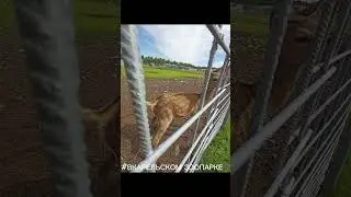 В КАРЕЛЬСКОМ ЗООПАРКЕ!!