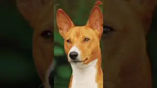 ## കുരയ്ക്കാത്ത നായ ഉണ്ടോ?## yamees corner#@