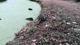 Tierwelt Nutria 1