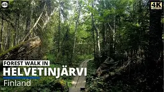 Forest Walk in Finland - Helvetinjärvi National Park