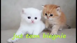 Damianek - Bejbi kociaki KARAOKE