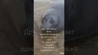 Жалко Его 