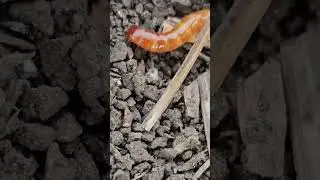 Проволочник на подсолнечнике. Видео от эксперта АКР