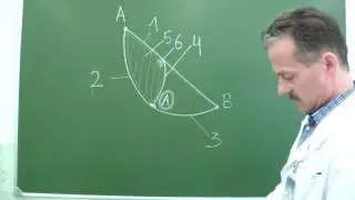 Топография мышечной и сосудистой лакун. Бедренный канал