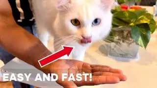 HOW TO GIVE MEDICINE TO A CAT - easy and fast!!