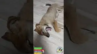 Сбитый мальчик