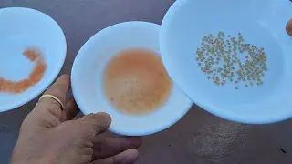 Time to save tomato seeds