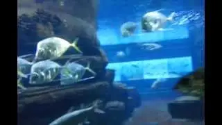 Берлин Аквариум  разное