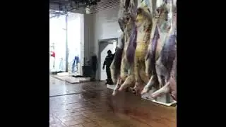 Забой 70 голов быков и коров за 12 часов. Продажа на экспорт Мясо Говядина Халяль из России.