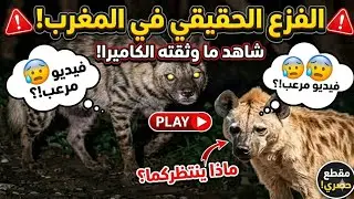 بالفيديو : دهس ضبع مفترس