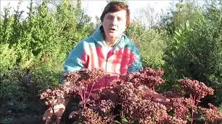 +Седум видный Матрона
