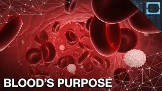 Why Do We Have Blood?