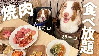 大きい犬達と焼肉食べ放題に行ったら食べっぷりが凄すぎた！！！ｗ【ボーダーコリー・オーストラリアンシェパード】