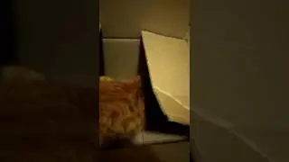 #2 Кот в коробке!!!
